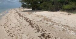 TERRENO EN CELESTUN ORILLA DEL MAR